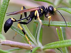 Black and Yellow Mud Dauber